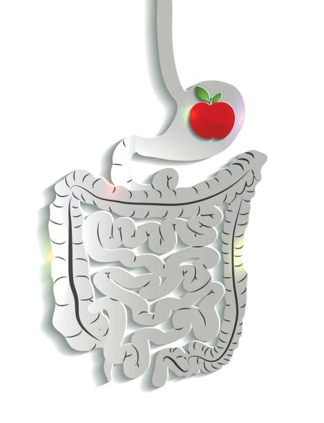 digestive-system-and-apple-in-the-stomach.jpg