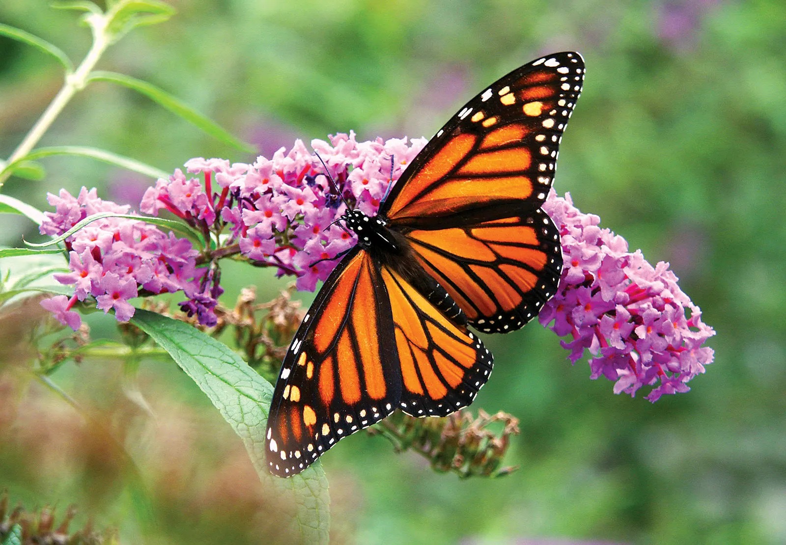 monarch-butterfly-flowers-bush.jpg