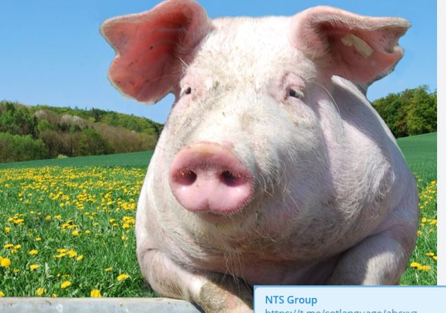 pig11111959  fdgdfg.JPG