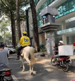 Kỵ sĩ trắng.jpg