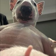 Kẻ huỷ diệt âm đạo